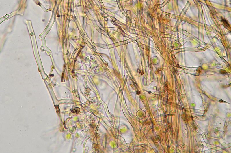 Peniophora... non... Peniophora! (Porostereum spadiceum)